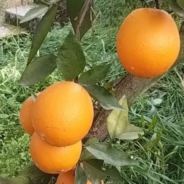 伦晚脐橙