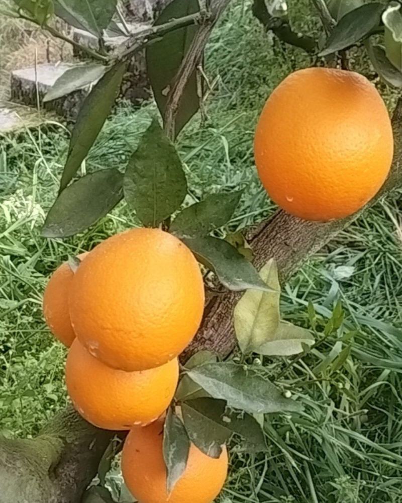 伦晚脐橙