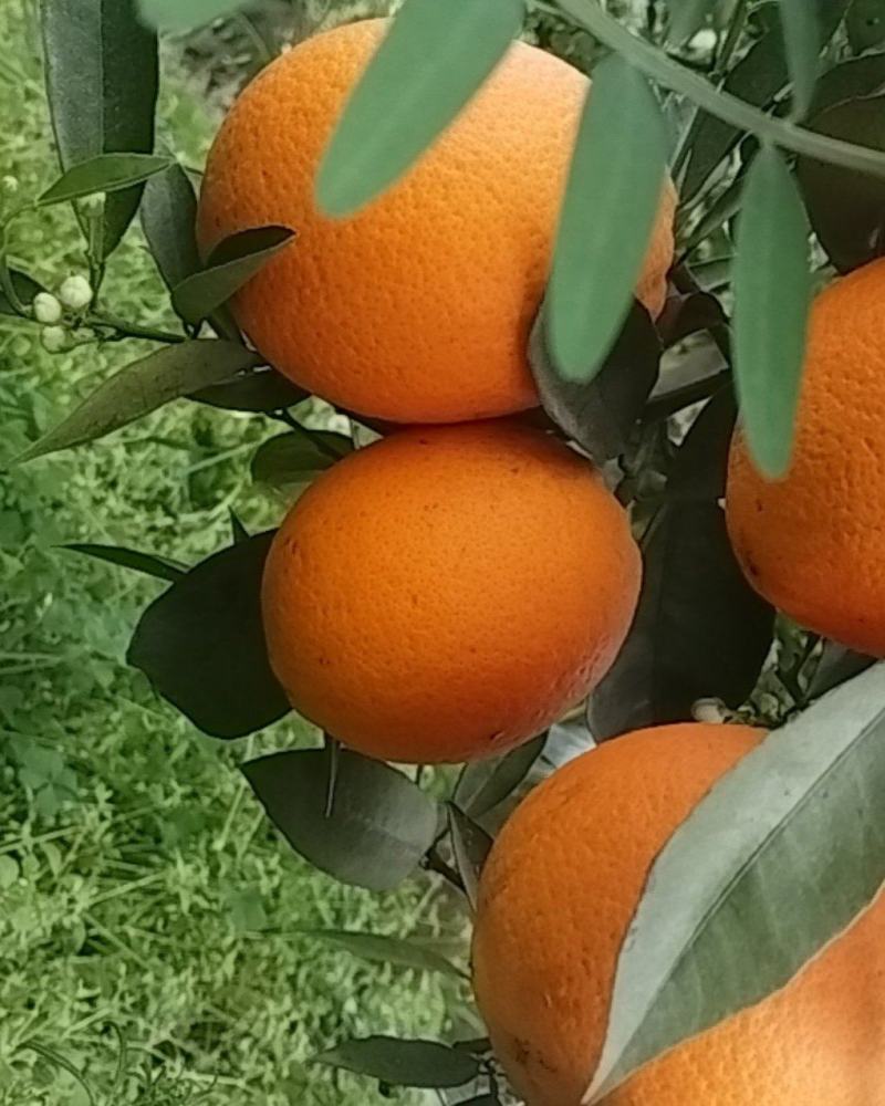 伦晚脐橙