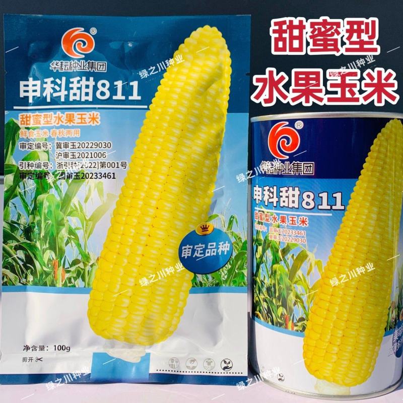 申科甜811水果玉米种子生吃甜脆多汁鲜食黄甜玉米大棒种籽