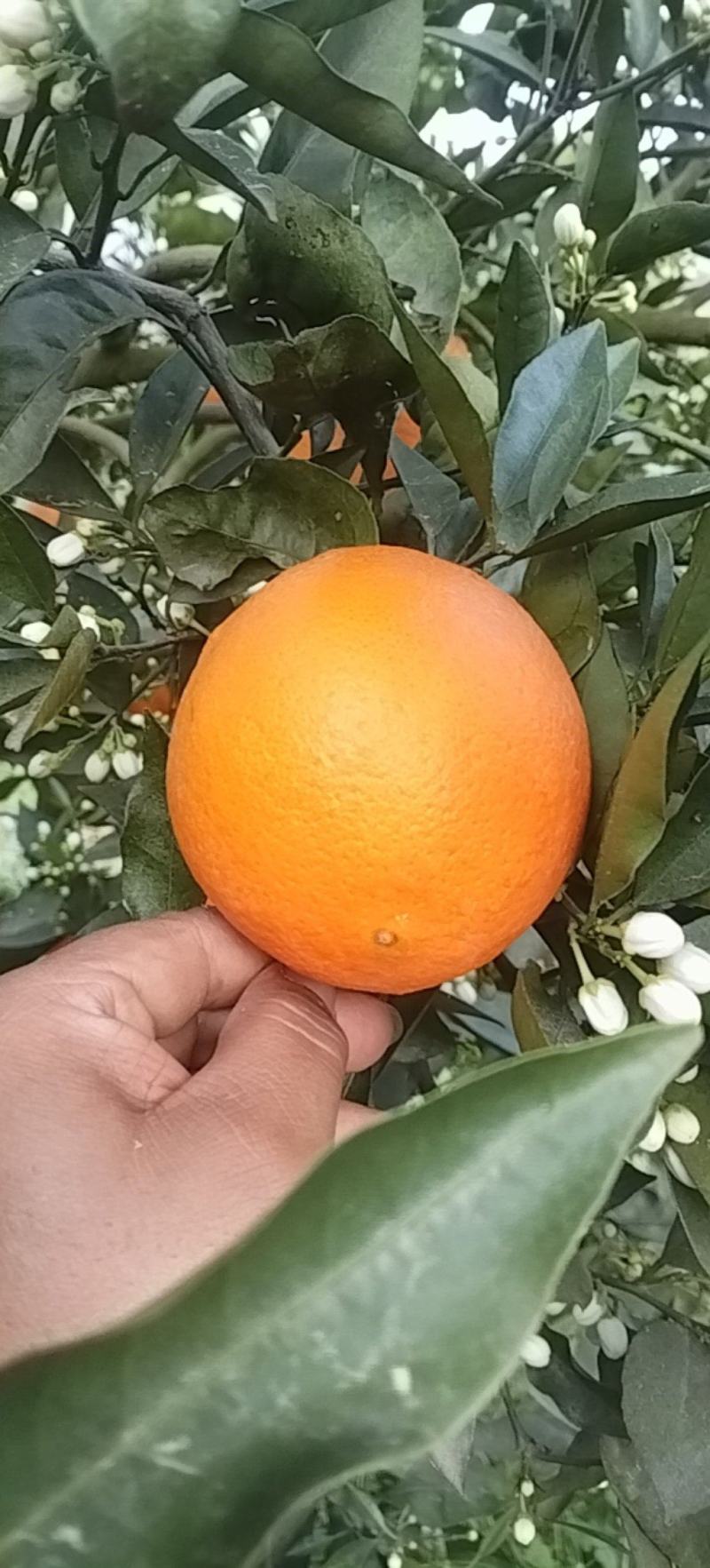 伦晚脐橙