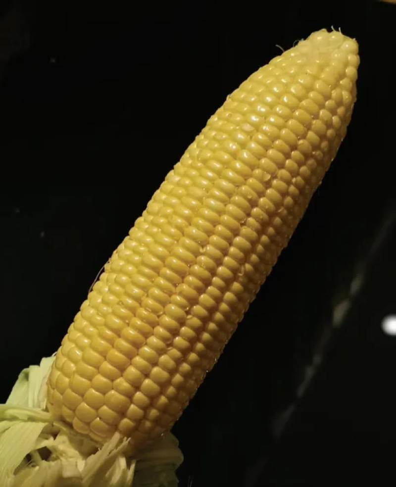 申科甜811水果玉米种子生吃甜脆多汁鲜食黄甜玉米大棒种籽