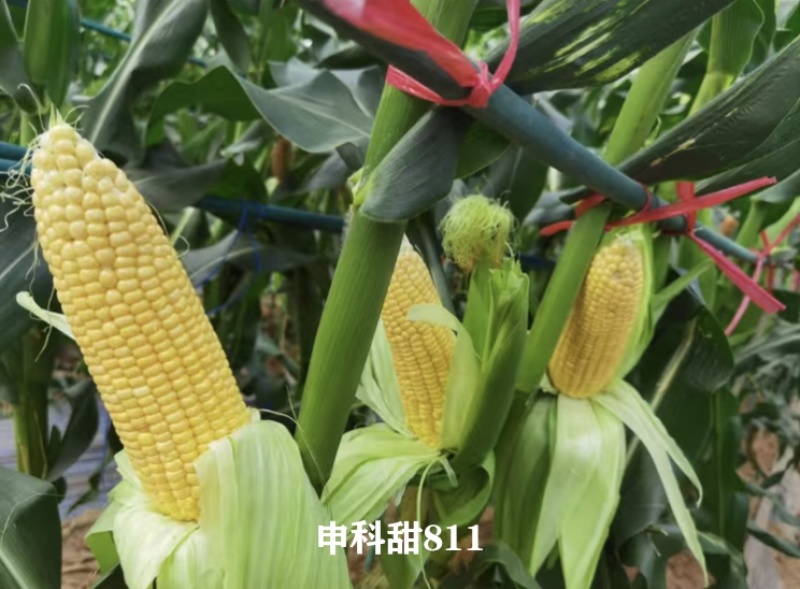 申科甜811水果玉米种子生吃甜脆多汁鲜食黄甜玉米大棒种籽