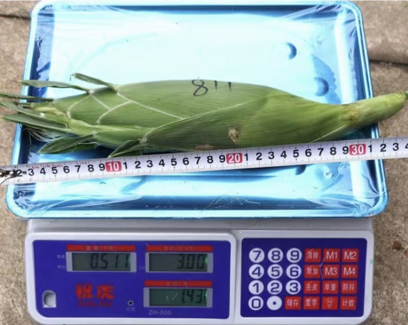 申科甜811水果玉米种子生吃甜脆多汁鲜食黄甜玉米大棒种籽