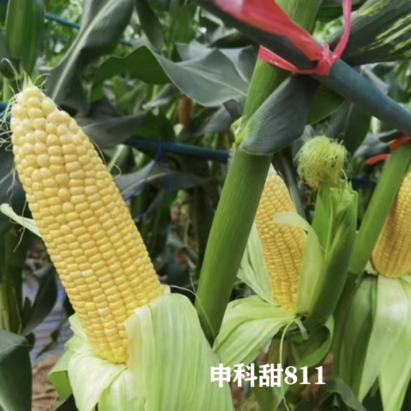 申科甜811水果玉米种子生吃甜脆多汁鲜食黄甜玉米大棒种籽