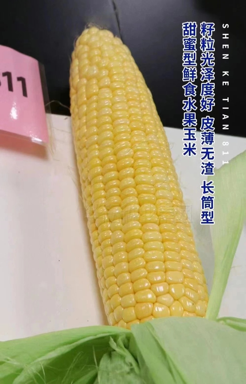 申科甜811水果玉米种子生吃甜脆多汁鲜食黄甜玉米大棒种籽