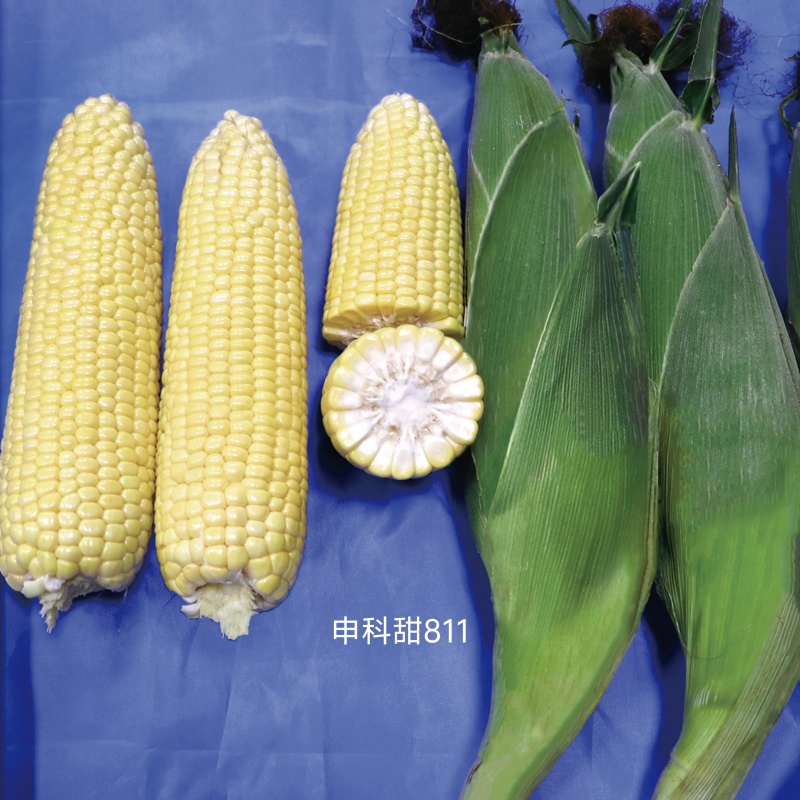 申科甜811水果玉米种子生吃甜脆多汁鲜食黄甜玉米大棒种籽