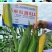 申科甜811水果玉米种子生吃甜脆多汁鲜食黄甜玉米大棒种籽