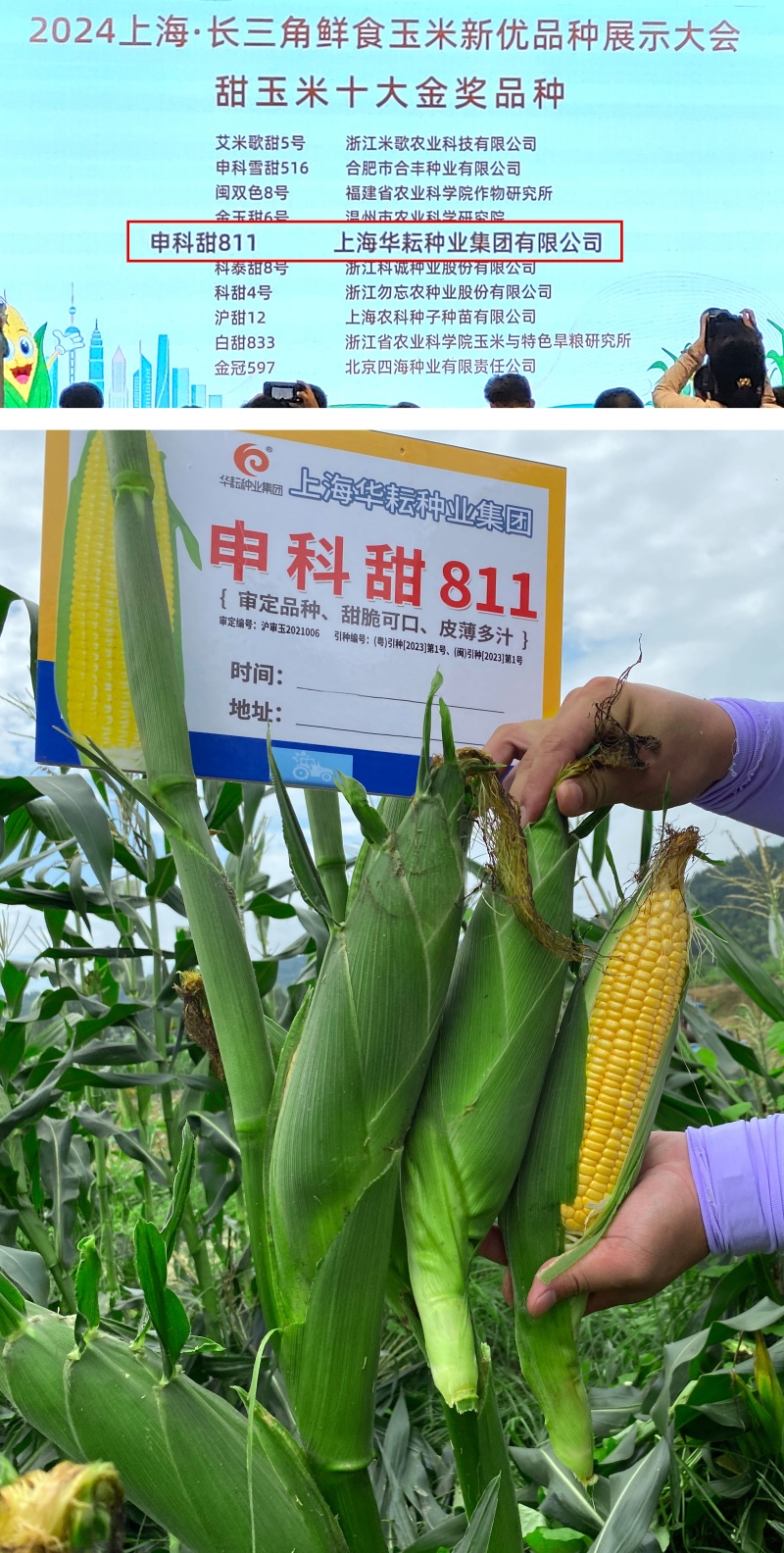 申科甜811水果玉米种子生吃甜脆多汁鲜食黄甜玉米大棒种籽
