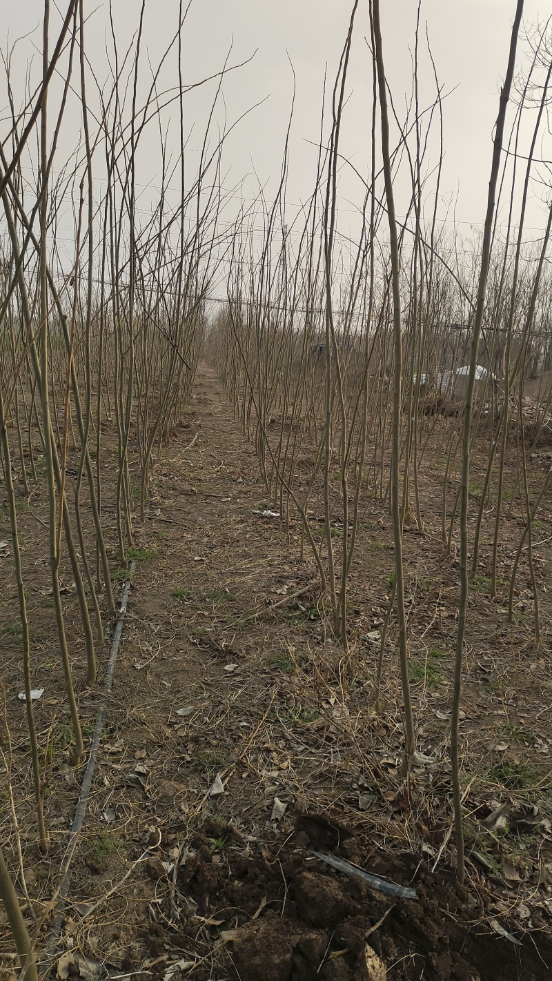 合欢小苗价格，1-3公分合欢小苗多少钱