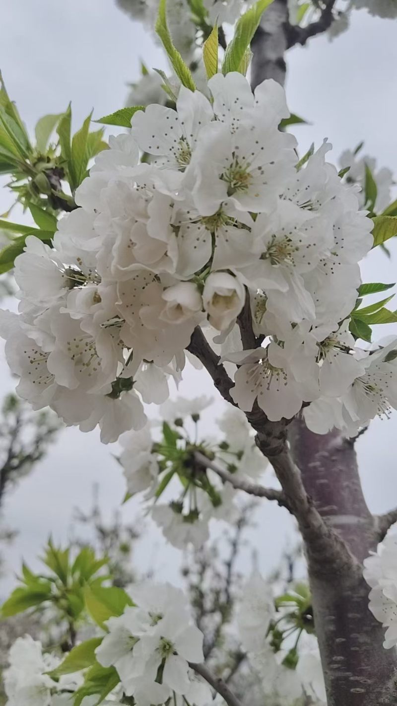 陕西宝鸡露天大樱桃