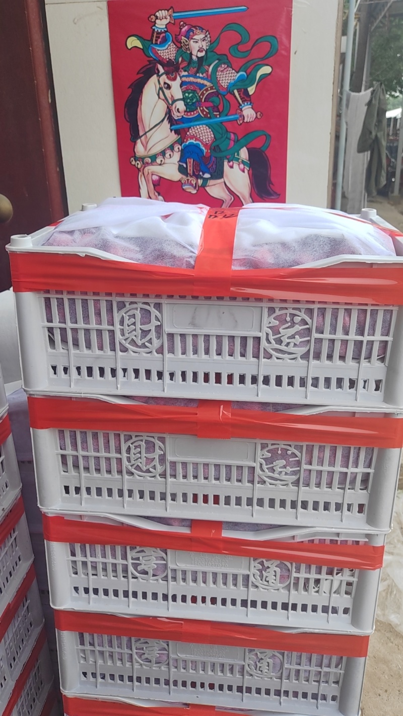 陕西宝鸡露天大樱桃