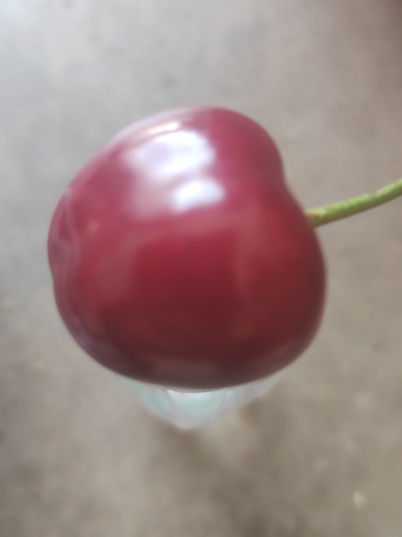 陕西宝鸡露天大樱桃