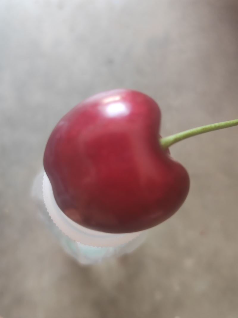 陕西宝鸡露天大樱桃