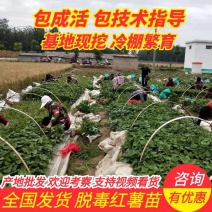 三红水洗胡萝卜红萝卜，万亩产地量大，承接各大平台诚信合作
