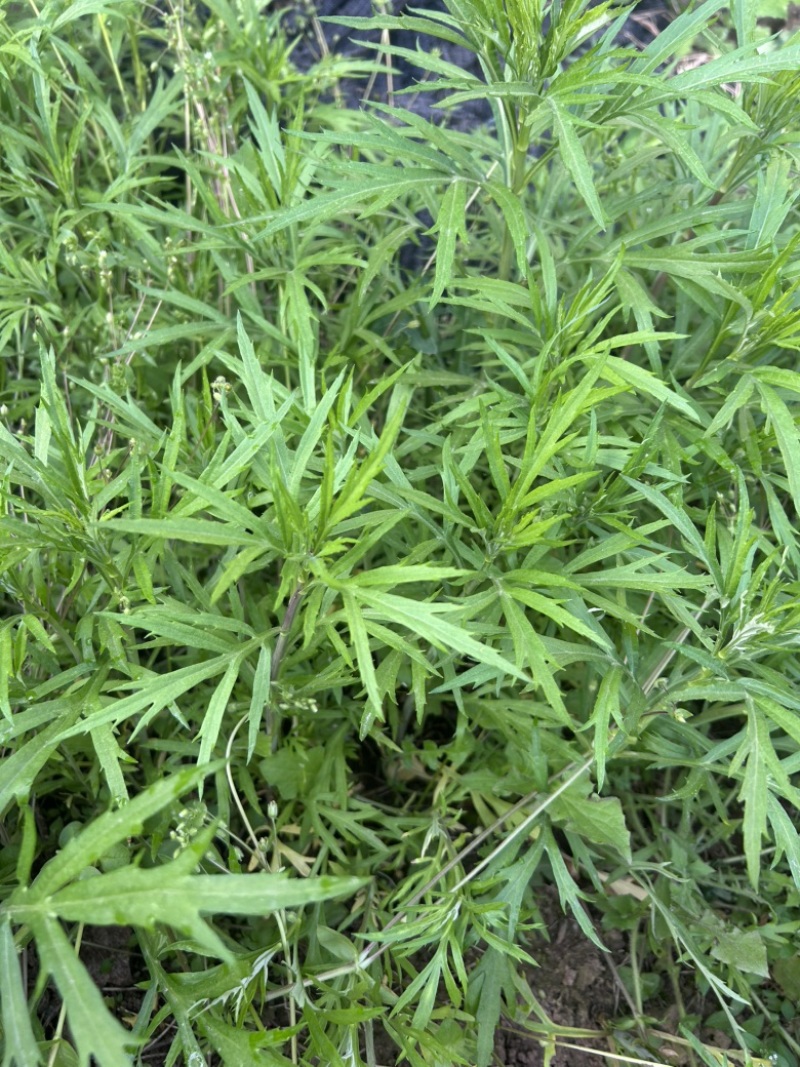 柳蒿芽苗野生水蒿白蒿山野菜苗庭院四季盆栽春秋藜蒿苗芦