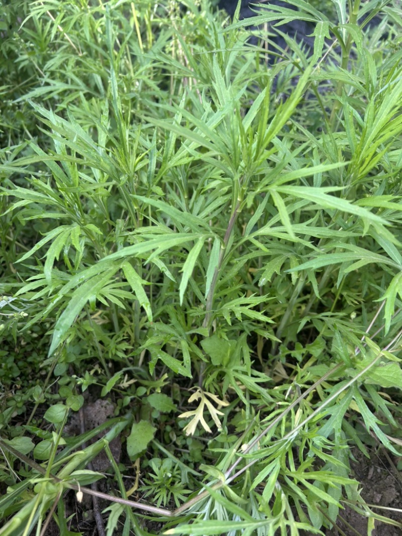柳蒿芽苗野生水蒿白蒿山野菜苗庭院四季盆栽春秋藜蒿苗芦