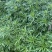 柳蒿芽苗野生水蒿白蒿山野菜苗庭院四季盆栽春秋藜蒿苗芦