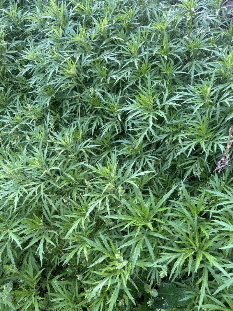 柳蒿芽苗野生水蒿白蒿山野菜苗庭院四季盆栽春秋藜蒿苗芦