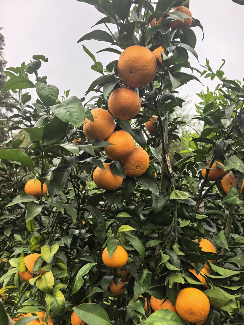 自家沃柑，还剩4000斤左右