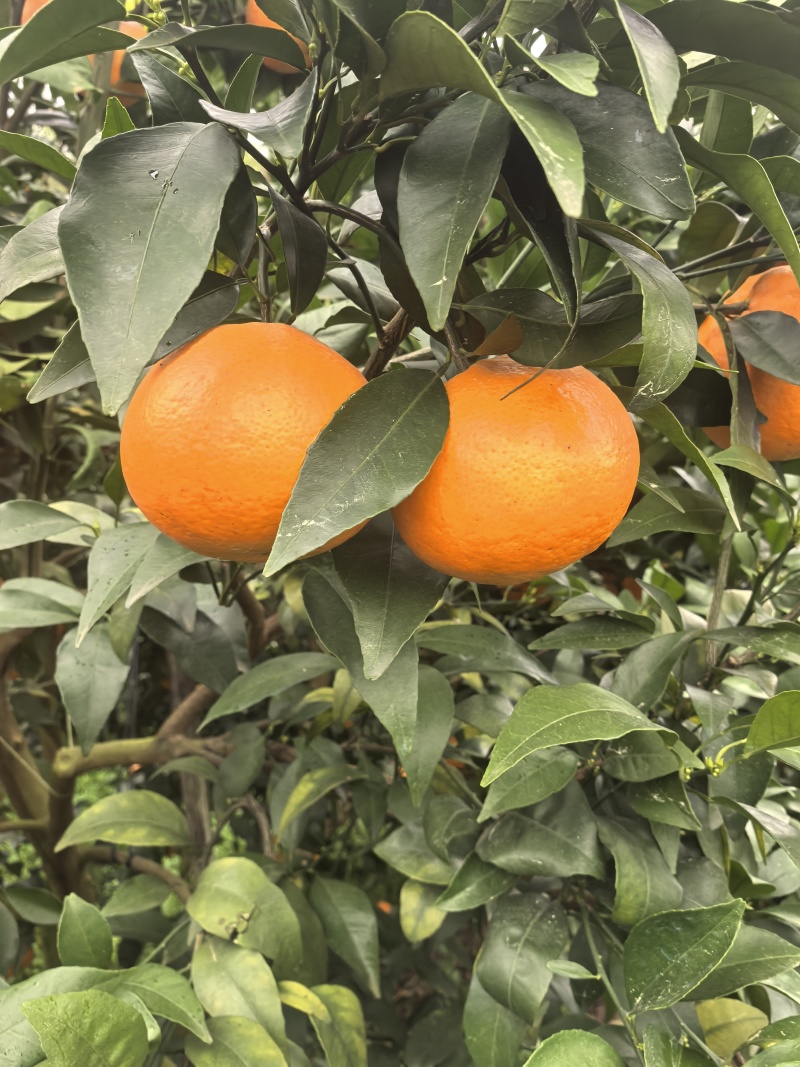 自家沃柑，还剩4000斤左右