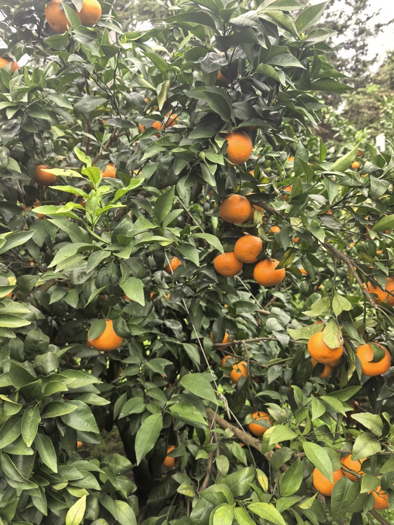 自家沃柑，还剩4000斤左右