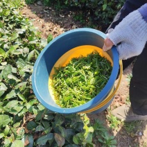 源头茶咱产自销，从茶园到杯，精心为你炒制。