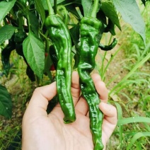江苏精品皱皮椒质量有保障适合店商超市加工市场欢迎联系