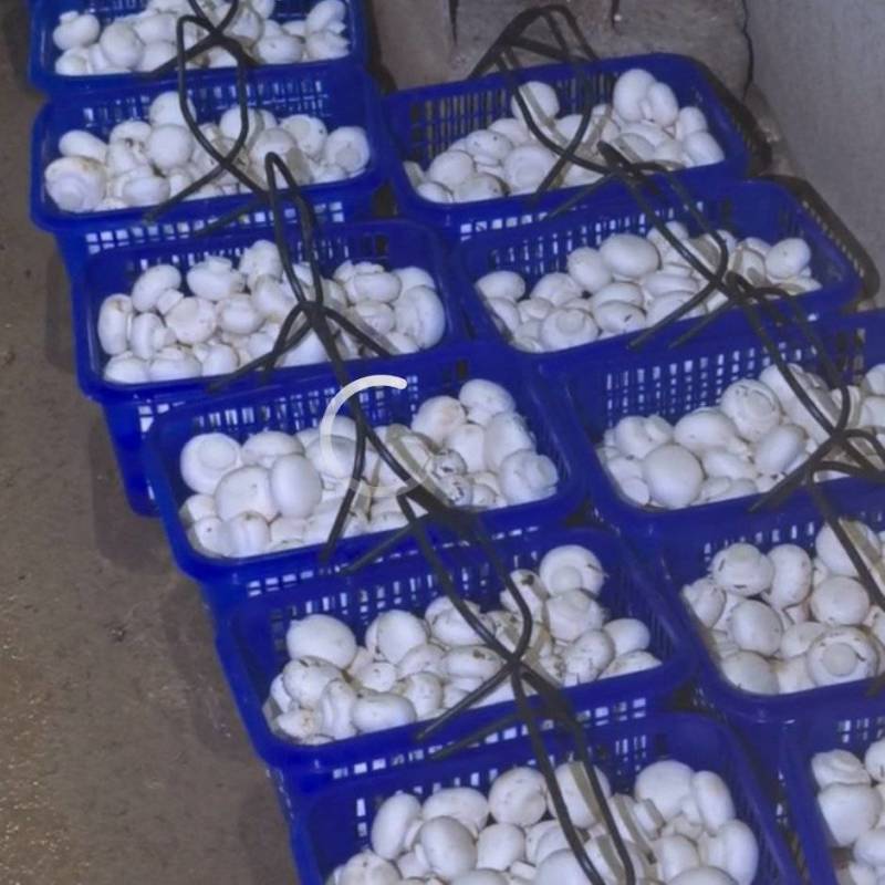 【好评超多】双孢菇批发零售自家种植现摘先发质量保证