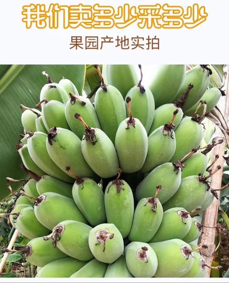 【精品批发】广西苹果焦保质保量品质优一件代发包邮产地直发