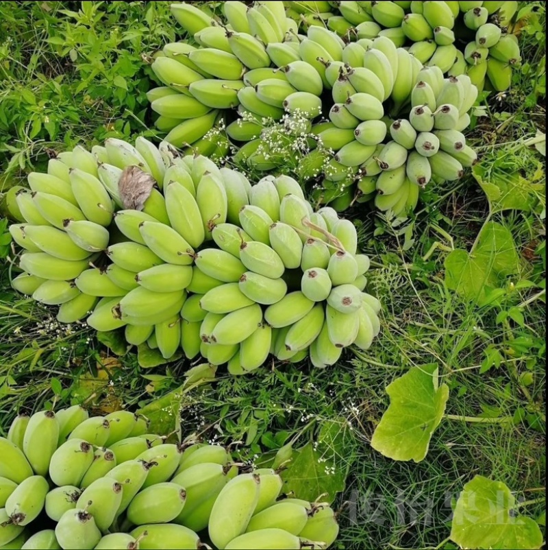 【精品批发】广西苹果焦保质保量品质优一件代发包邮产地直发