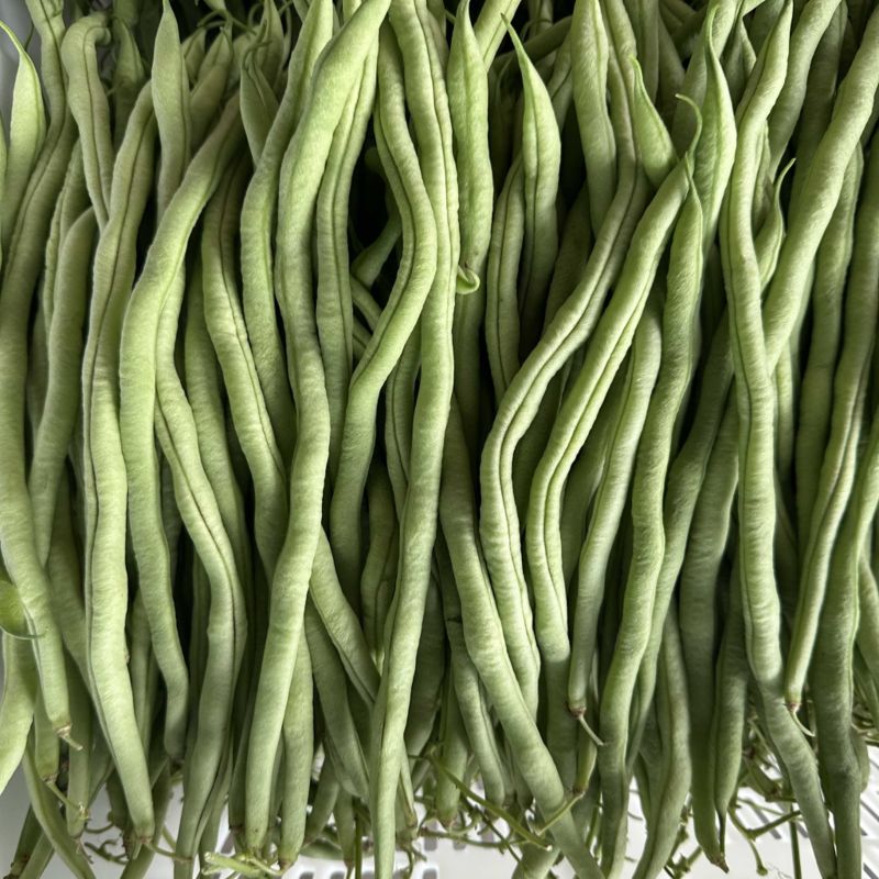 精品无茎豆价格优美大量有货