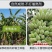 【精品批发】广西苹果焦保质保量品质优一件代发包邮产地直发
