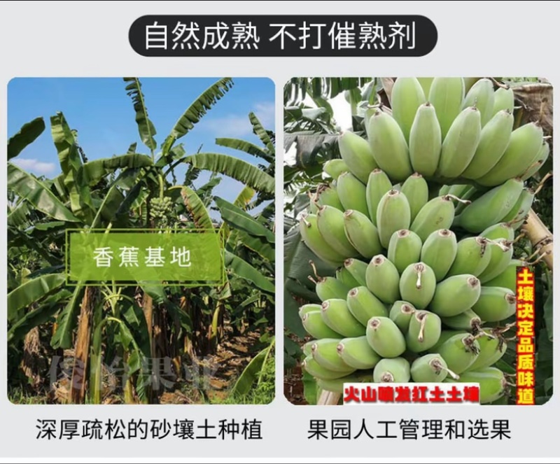 【精品批发】广西苹果焦保质保量品质优一件代发包邮产地直发