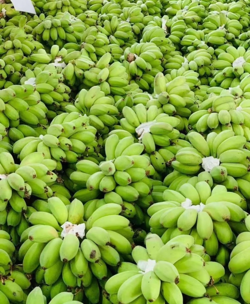 【精品批发】广西苹果焦保质保量品质优一件代发包邮产地直发