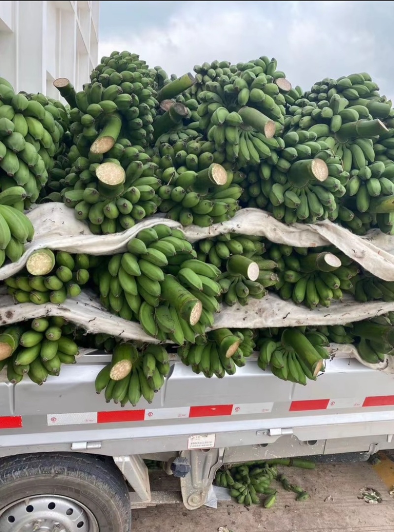 【精品批发】广西苹果焦保质保量品质优一件代发包邮产地直发