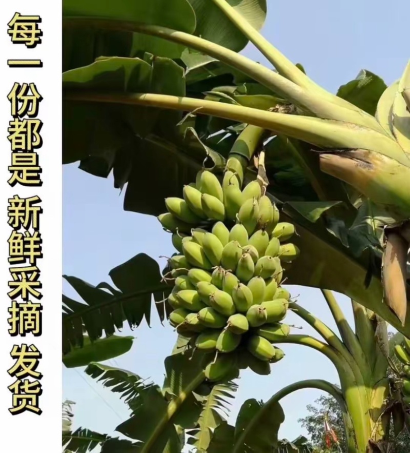 【精品批发】广西苹果焦保质保量品质优一件代发包邮产地直发