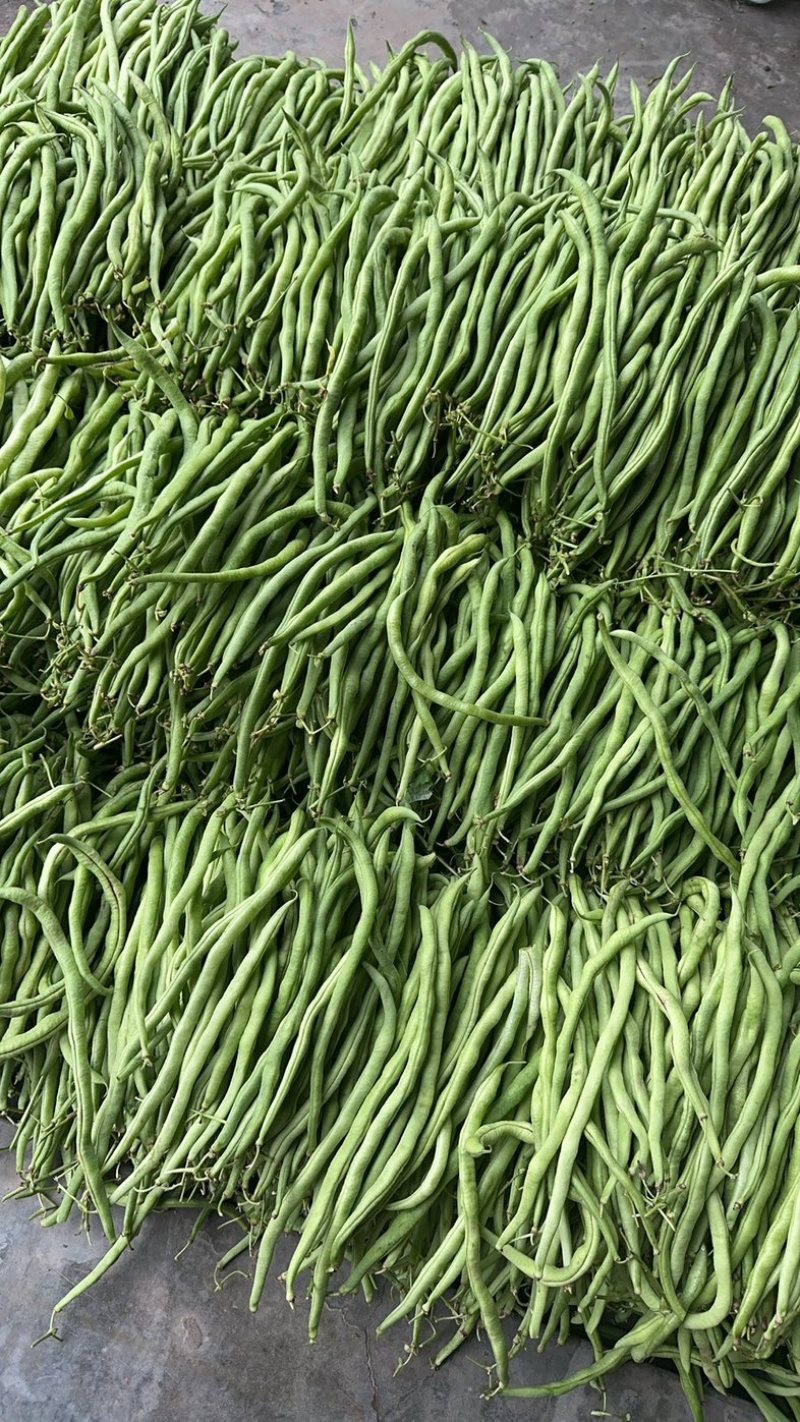 精品无茎豆价格优美大量有货