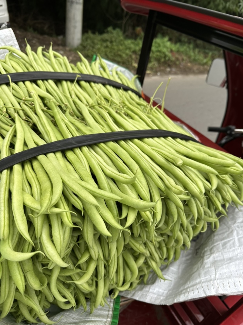 精品无茎豆价格优美大量有货