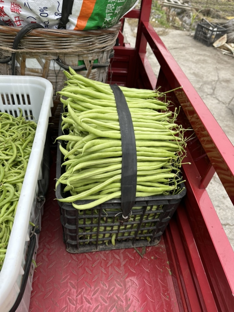 精品无茎豆价格优美大量有货
