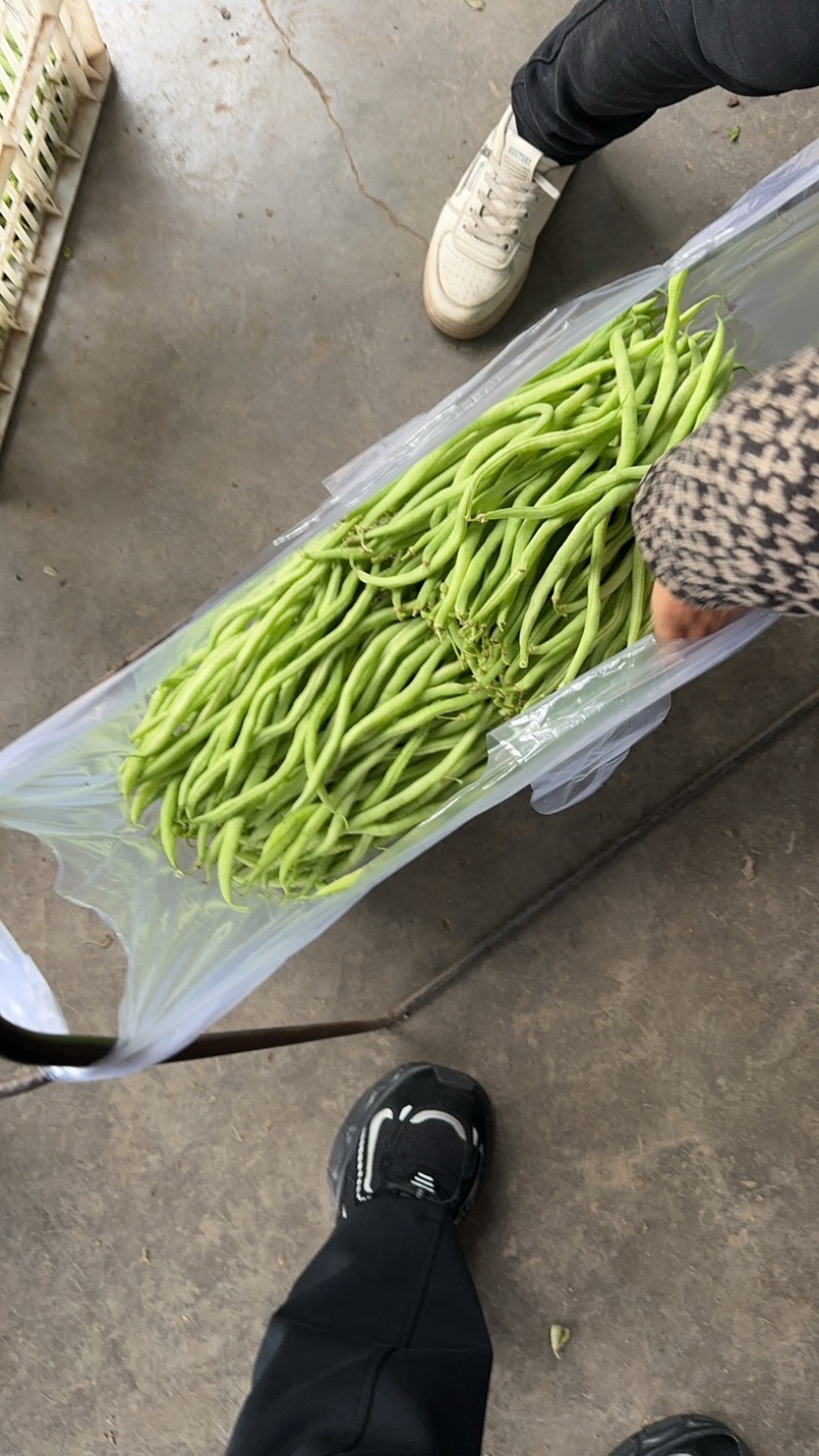 精品无茎豆价格优美大量有货