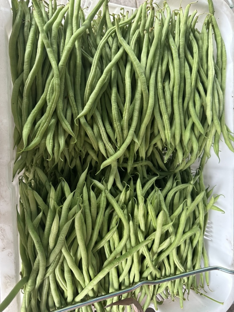 精品无茎豆价格优美大量有货