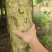 金丝楠木