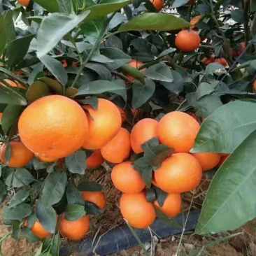 云南高原沃柑有籽无籽沃柑