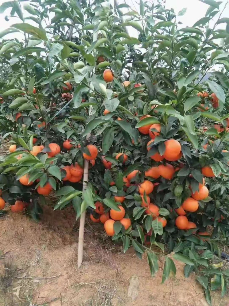 云南高原沃柑有籽无籽沃柑