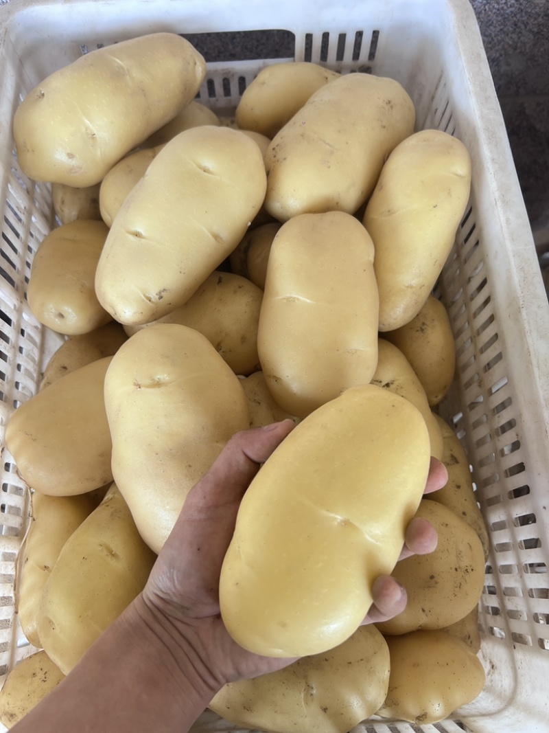营养多汁土豆产地直发货量充足，价格美丽下单秒发