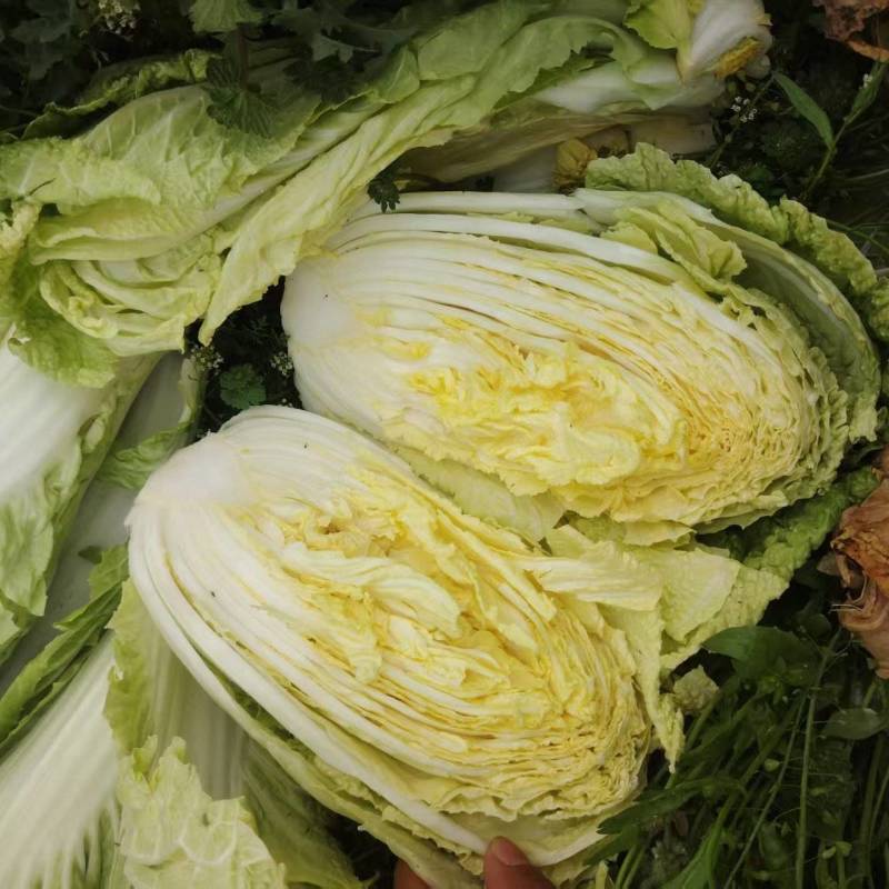 南阳新野黄心大白菜大量有货支持各种规格