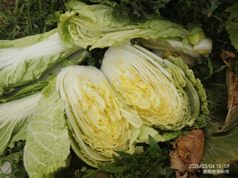 南阳新野黄心大白菜大量有货支持各种规格