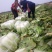 南阳新野黄心大白菜大量有货支持各种规格