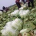 南阳新野黄心大白菜大量有货支持各种规格